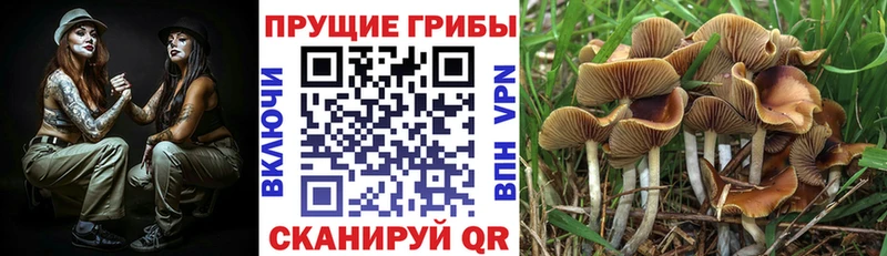 Псилоцибиновые грибы Psilocybe  Лихославль 